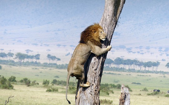 Phì cười sư tử sợ hãi trèo lên cây để… trốn trâu - 1