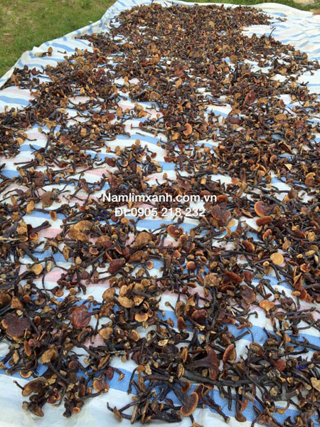 Nấm Lim Xanh – Món quà quý của thiên nhiên - 1
