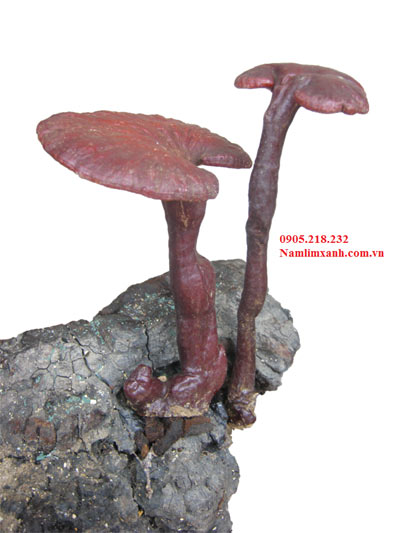 Nấm Lim Xanh – Món quà quý của thiên nhiên - 2