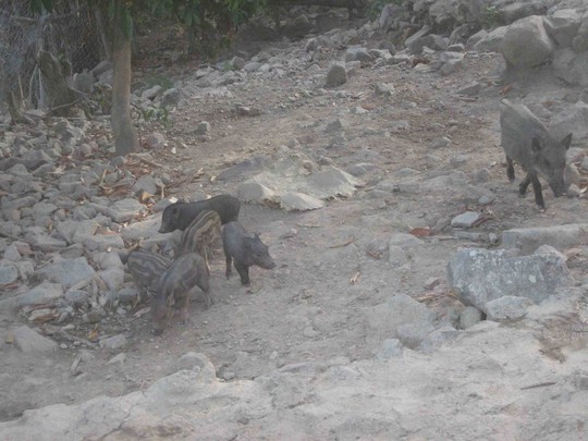 Tuyệt vời vẻ hoang sơ, bí ẩn của đảo Hải Tặc - 10