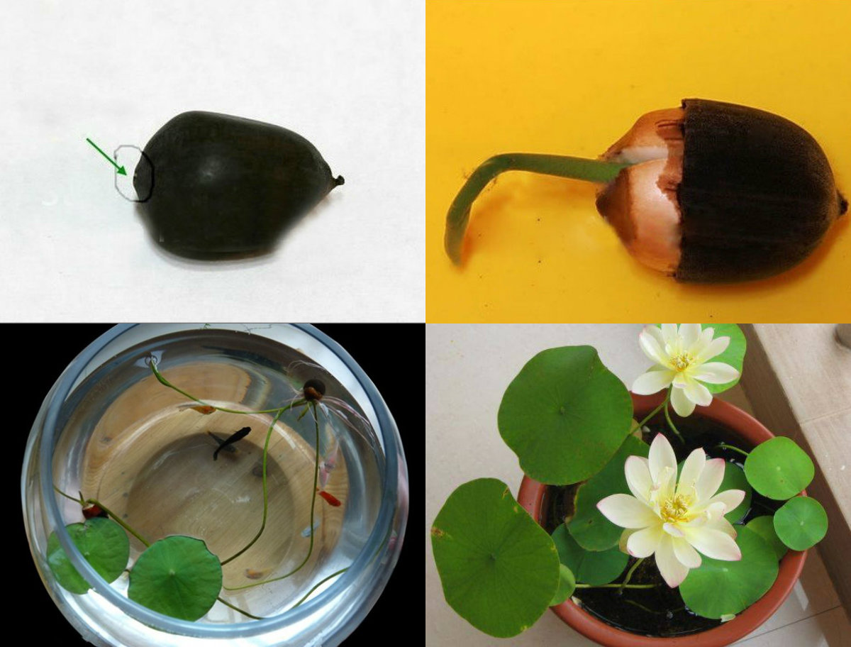 Bí quyết tự trồng hoa sen mini tại gia cực dễ - 1