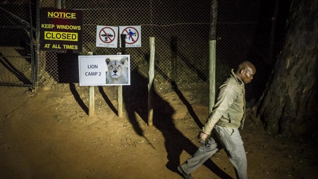 Nữ du khách bị sư tử vồ chết trong công viên Nam Phi - 1