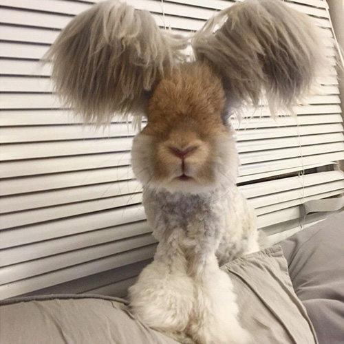 Chú thỏ có đôi tai thiên thần "nổi như cồn" trên mạng xã hội - 1