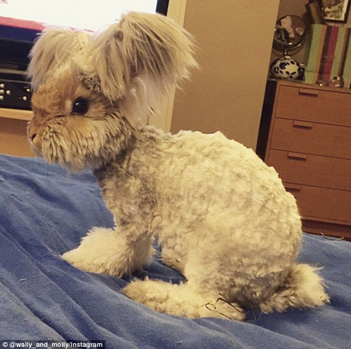 Chú thỏ có đôi tai thiên thần "nổi như cồn" trên mạng xã hội - 9