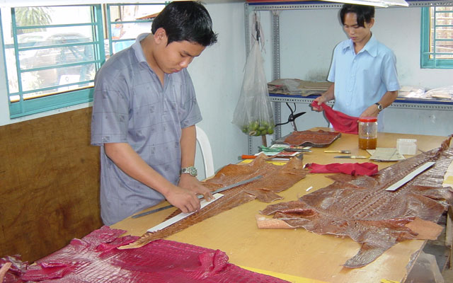 Chăn nuôi cá sấu lâm vào tình cảnh xấu - 1