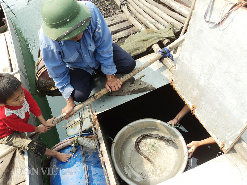 Kì diệu nghề nuôi loài cá có tên trong Sách đỏ Việt Nam - 1