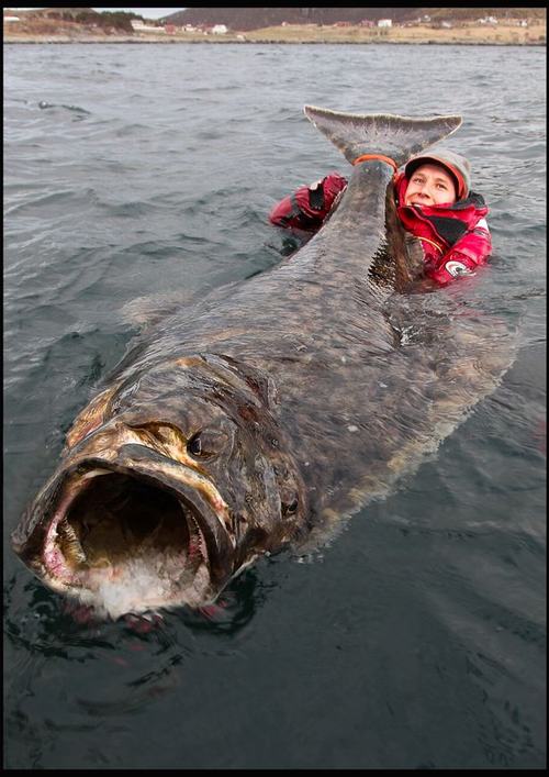 Cá bơn khổng lồ dài gấp rưỡi người trưởng thành - 1