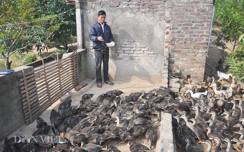 Từ một thợ may nức tiếng đến tỷ phú vịt trời - 2