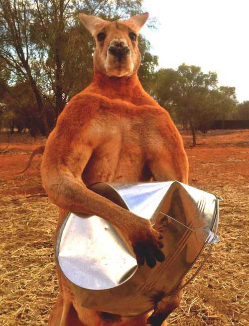 Kỳ lạ: Chú Kangaroo có cơ bắp vạm vỡ như lực sĩ - 1