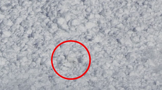 Video: Chú thỏ thoát chết thần kỳ trong trận lở tuyết - 2