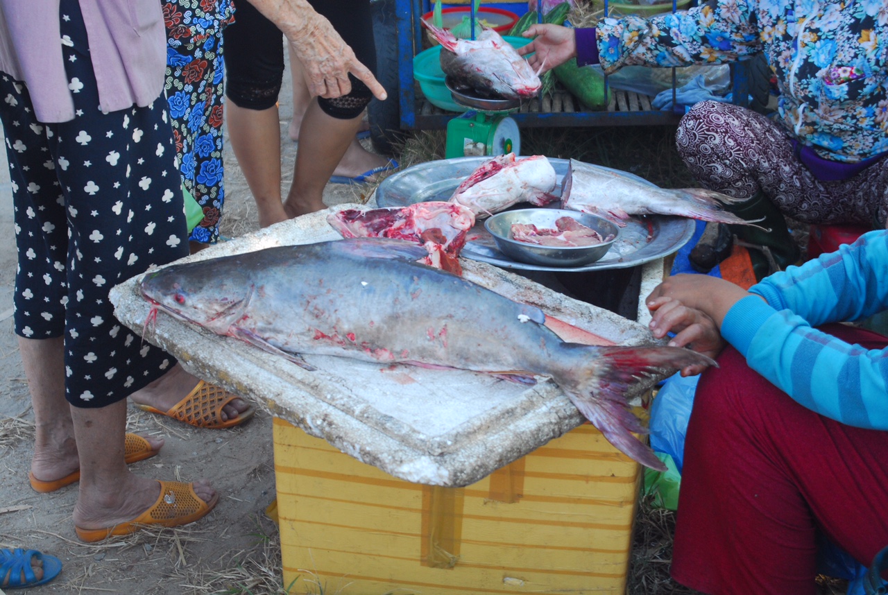Ngư dân Huế trúng mẻ cá thiều gần 4 tỷ đồng - 1