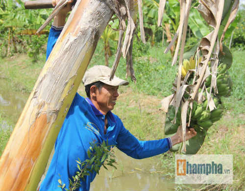 Chuyện nhà Ánh Viên: Ông nông dân đen nhẻm nhớ con - 3