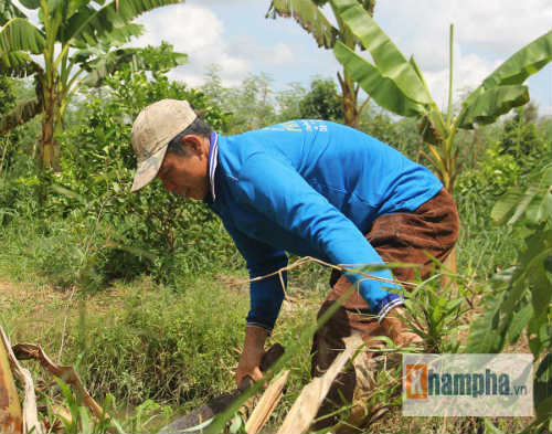 Chuyện nhà Ánh Viên: Ông nông dân đen nhẻm nhớ con - 4