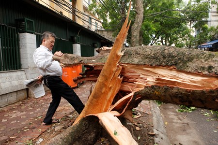 Giông lốc 2 người chết, gần 1.300 cây đổ: Hà Nội họp khẩn - 1