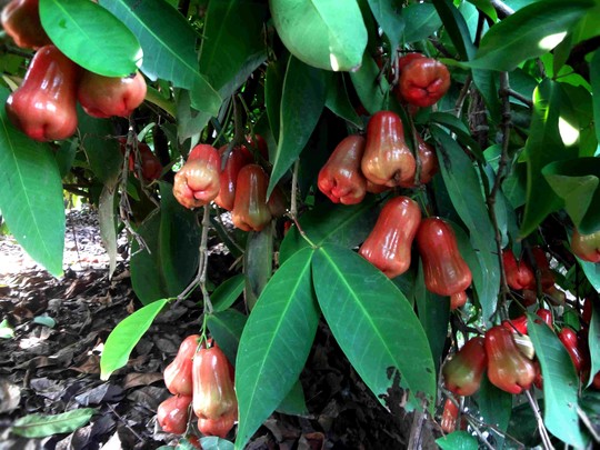 Lo Trung Quốc ngừng mua nhưng vẫn phải trồng - 2