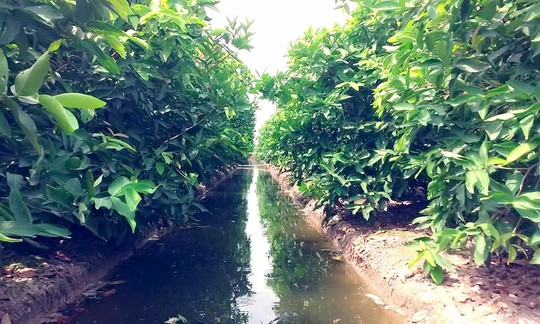 Lo Trung Quốc ngừng mua nhưng vẫn phải trồng - 3