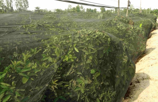 Lo Trung Quốc ngừng mua nhưng vẫn phải trồng - 4