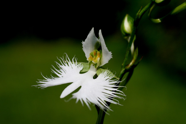 Pecteilis radiate có chiều cao từ 15 đến 50cm.


