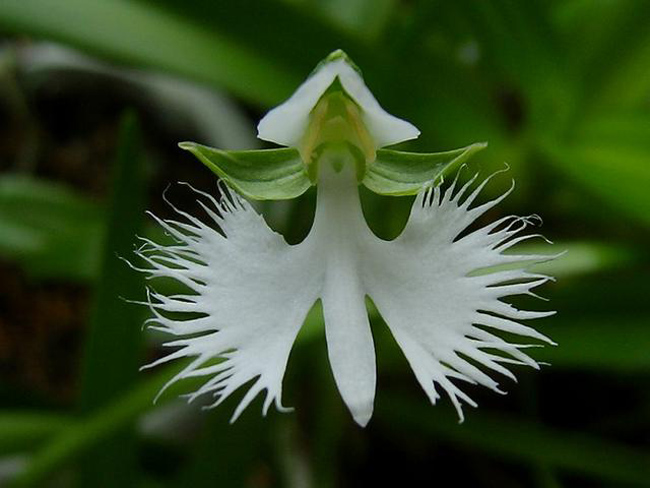 Loài hoa lạ này có tên khoa học là Pecteilis radiate.


