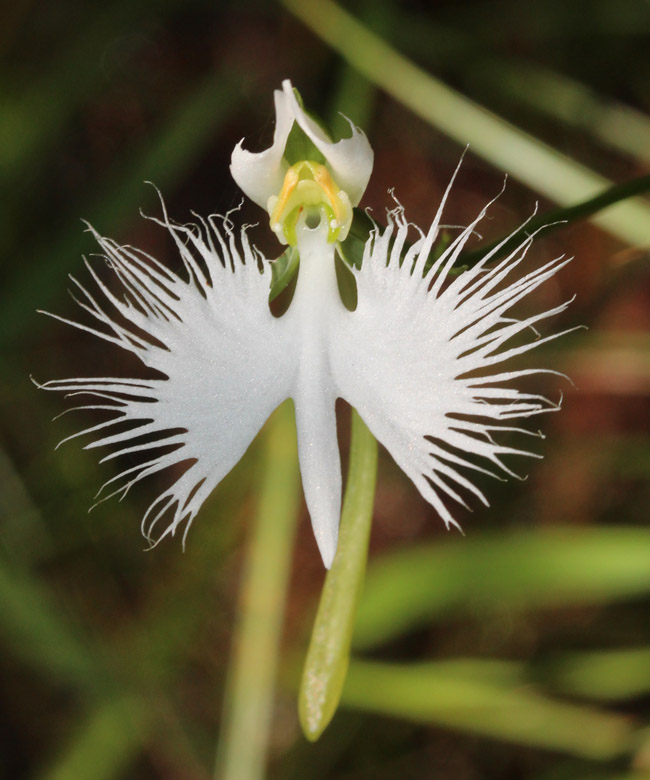 Pecteilis radiate có nhiều tên gọi như White Egret Flower, Fringed Orchid, Habenaria radiate, hay Sagiso.


