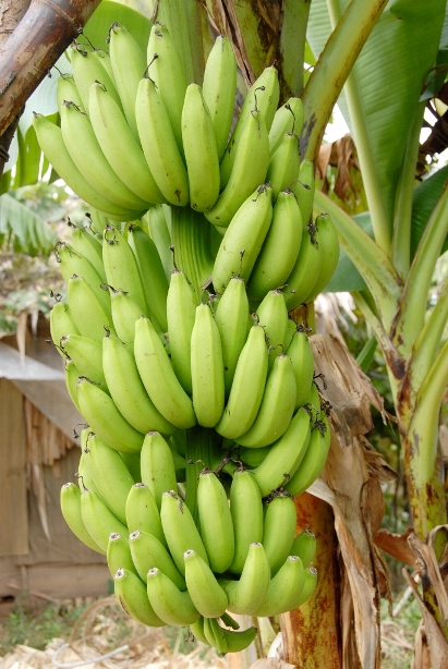 Giá chuối giảm mạnh, nông dân lại lao đao - 8