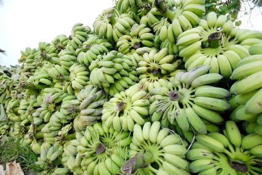 Giá chuối giảm mạnh, nông dân lại lao đao - 5