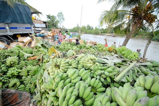 Giá chuối giảm mạnh, nông dân lại lao đao - 7