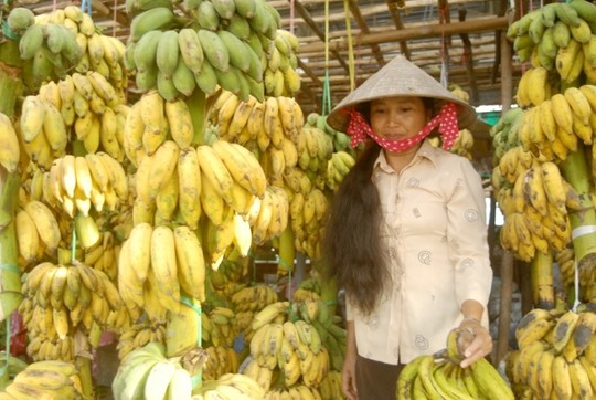 Giá chuối giảm mạnh, nông dân lại lao đao - 11