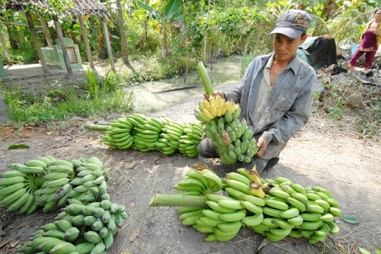 Giá chuối giảm mạnh, nông dân lại lao đao - 1