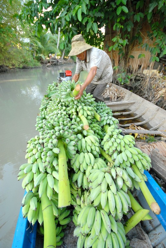 Giá chuối giảm mạnh, nông dân lại lao đao - 9