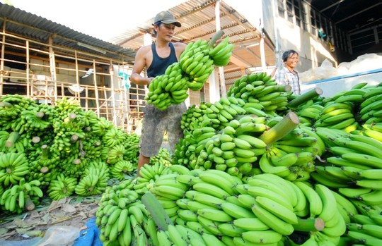 Giá chuối giảm mạnh, nông dân lại lao đao - 2