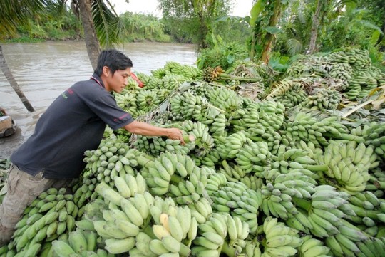Giá chuối giảm mạnh, nông dân lại lao đao - 10