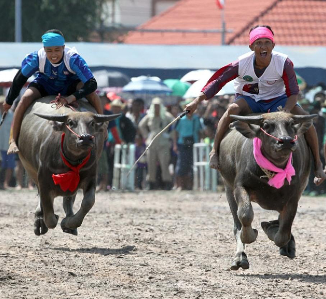 Chán đua ngựa rồi, giờ phải đua trâu.
