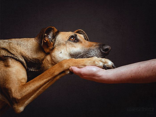 Tấm ảnh ghi lại khoảnh khắc tình cảm gắn bó giữa con người và động vật. 