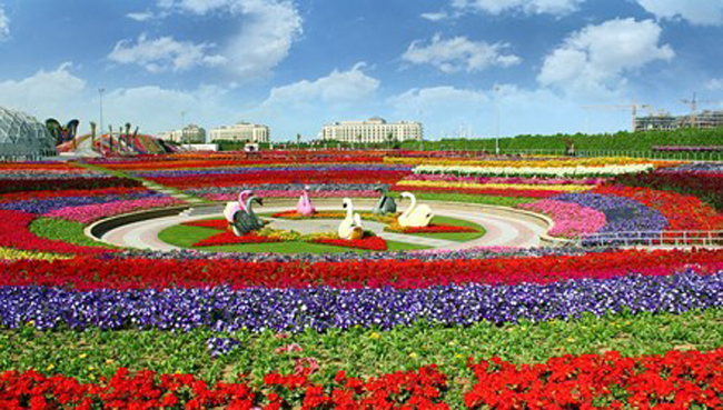 Vườn hoa Dubai Miracle Garden nằm tại Dubailand (thuộc Dubai, Các Tiểu vương quốc Ả Rập thống nhất).
