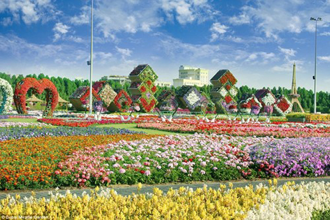 Dubai Miracle Garden có diện tích xấp xỉ 73.000 mét vuông và được công nhận là vườn hoa lớn nhất thế giới.
