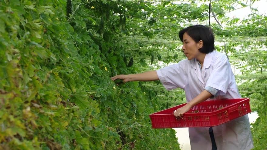 Trở thành triệu phú nhờ đưa trà mướp đắng ra thế giới - 3