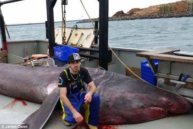 Clip màn chạm trán “quái vật biển sâu” dài hơn 6 mét - 1