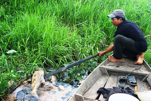 Quảng Nam: Vớt gần 1,5 tấn cá nổi bất thường trên sông - 1