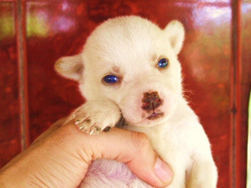 Chú cún nhỏ này hẳn là thiên thần ở trên trời phái xuống. Nhìn đôi mắt xanh biếc ấy mà xem.