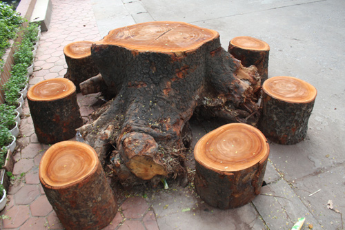 “Hô biến” cây đổ thành bàn uống nước cho sinh viên - 3