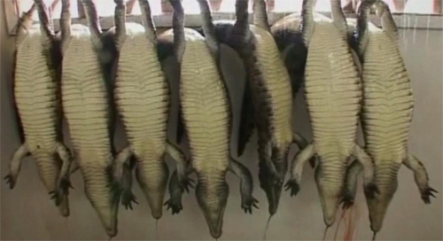 Sự thật đẫm máu đằng sau chiếc túi Hermes bạc tỉ - 4