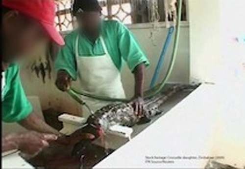 Sự thật đẫm máu đằng sau chiếc túi Hermes bạc tỉ - 3