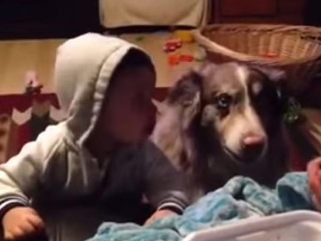 Video: Chó nói tiếng người để tranh ăn với em bé - 1