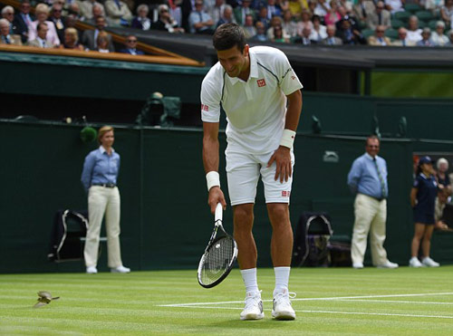 ''Chim sẻ từ Belgrade'' tiếp lửa Djokovic trên sân - 3