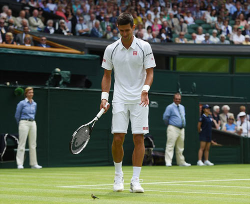 ''Chim sẻ từ Belgrade'' tiếp lửa Djokovic trên sân - 4