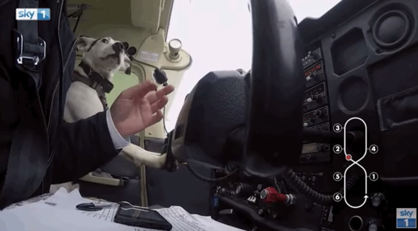 Xem chó lái máy bay ở Anh - 3