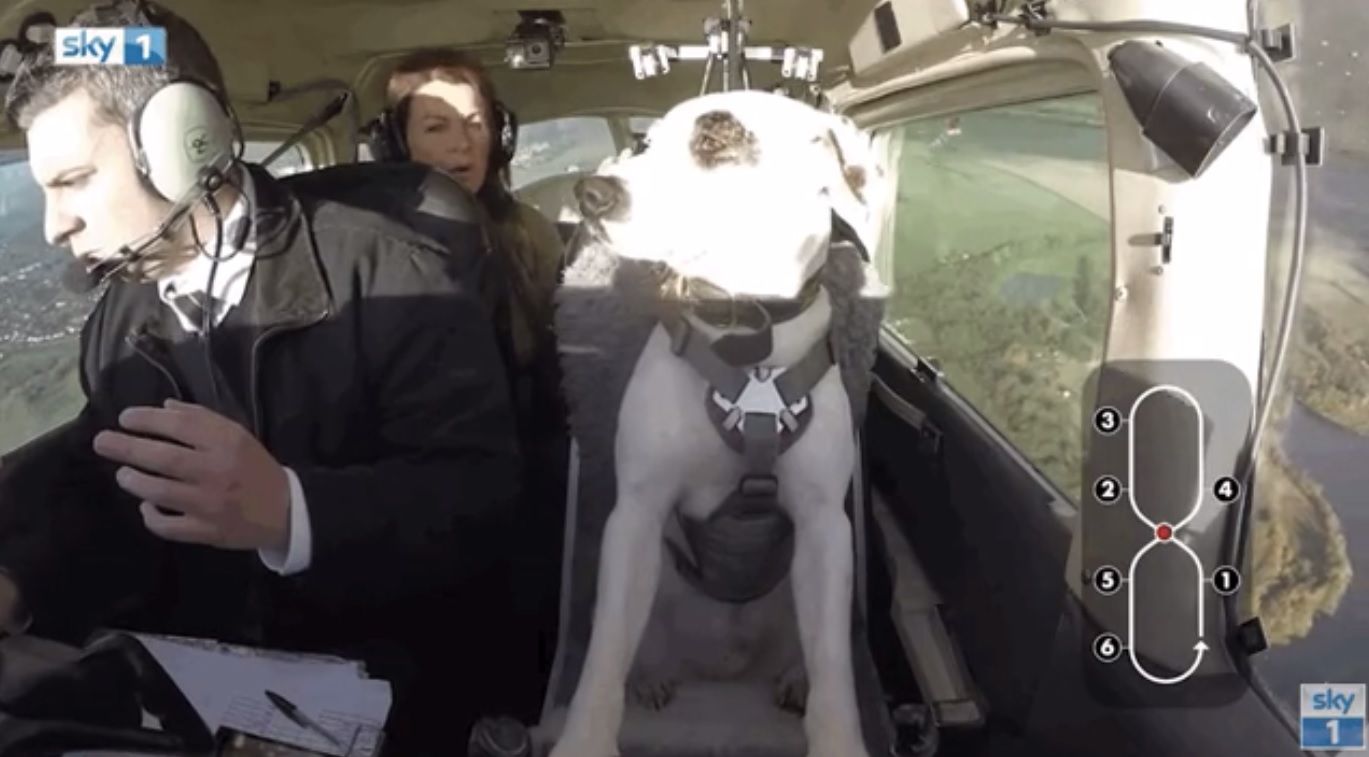 Xem chó lái máy bay ở Anh - 2