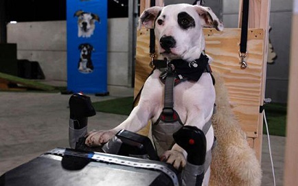 Xem chó lái máy bay ở Anh - 4