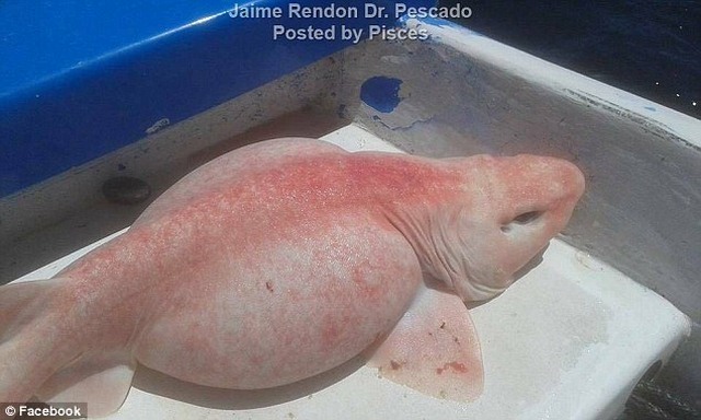 Pesca de monstruos marinos "alienígenas" en México - 3